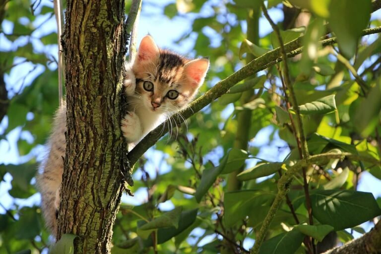 How Long Does It Take to Litter Train a Cat? (Complete Guide)