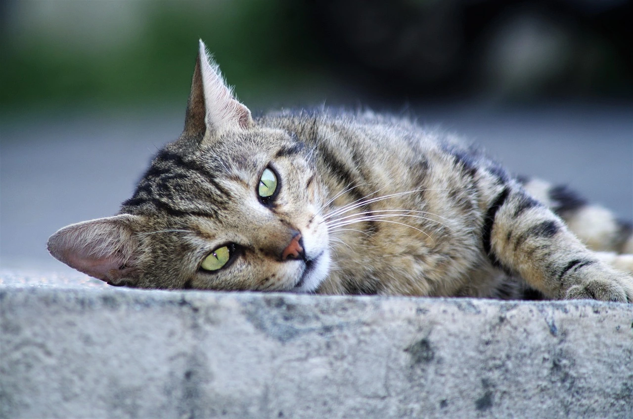 How to Litter Train a Stray or Feral Cat blog banner