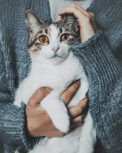 How to Take Care of a Cat for the First Time 