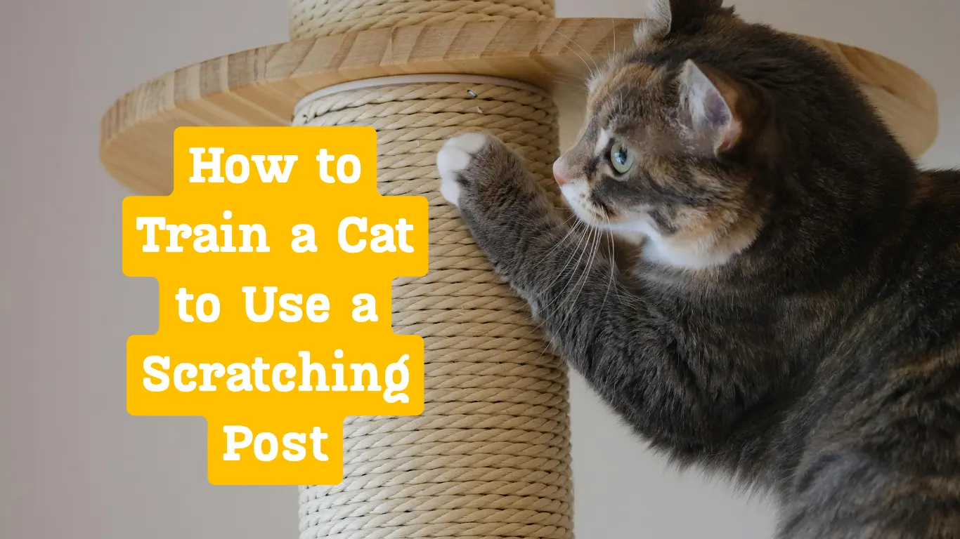 Train a Cat to Use a Scratching Post
