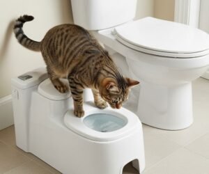 How to train a cat to use the toilet