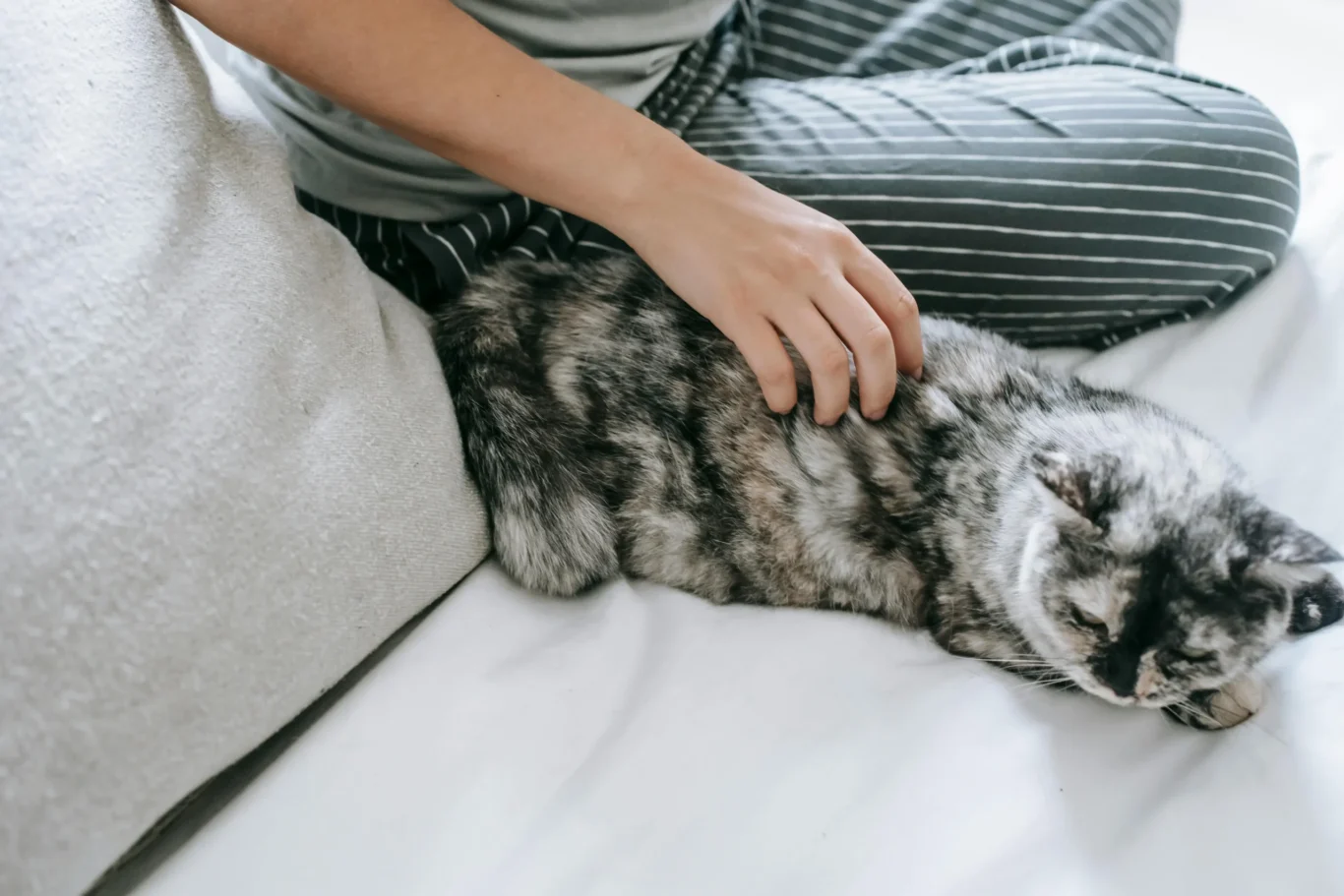 cat care tips for beginners