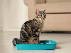 potty train a cat