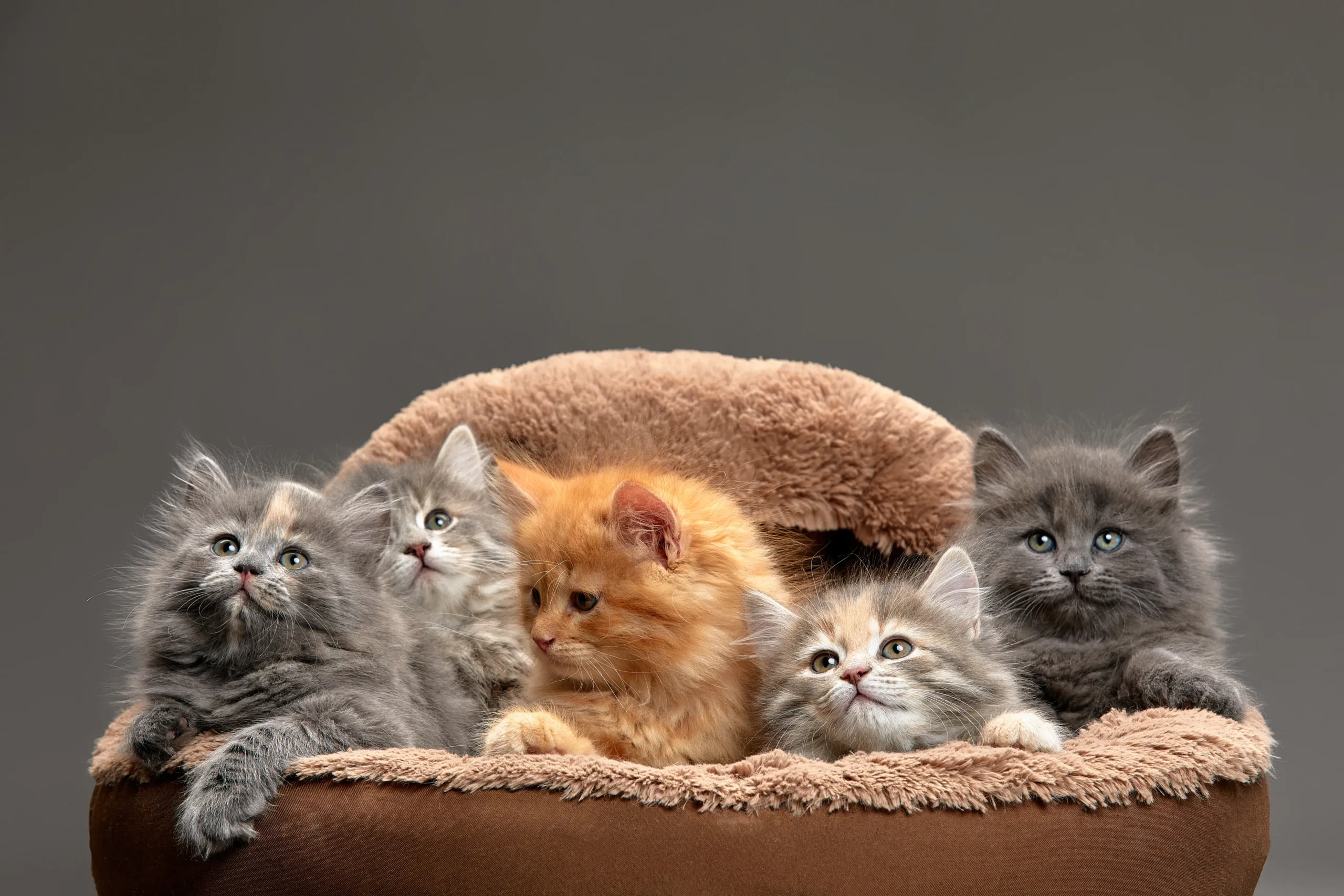 little-kittens-are-sitting-in-a-cat-bed-little-ki