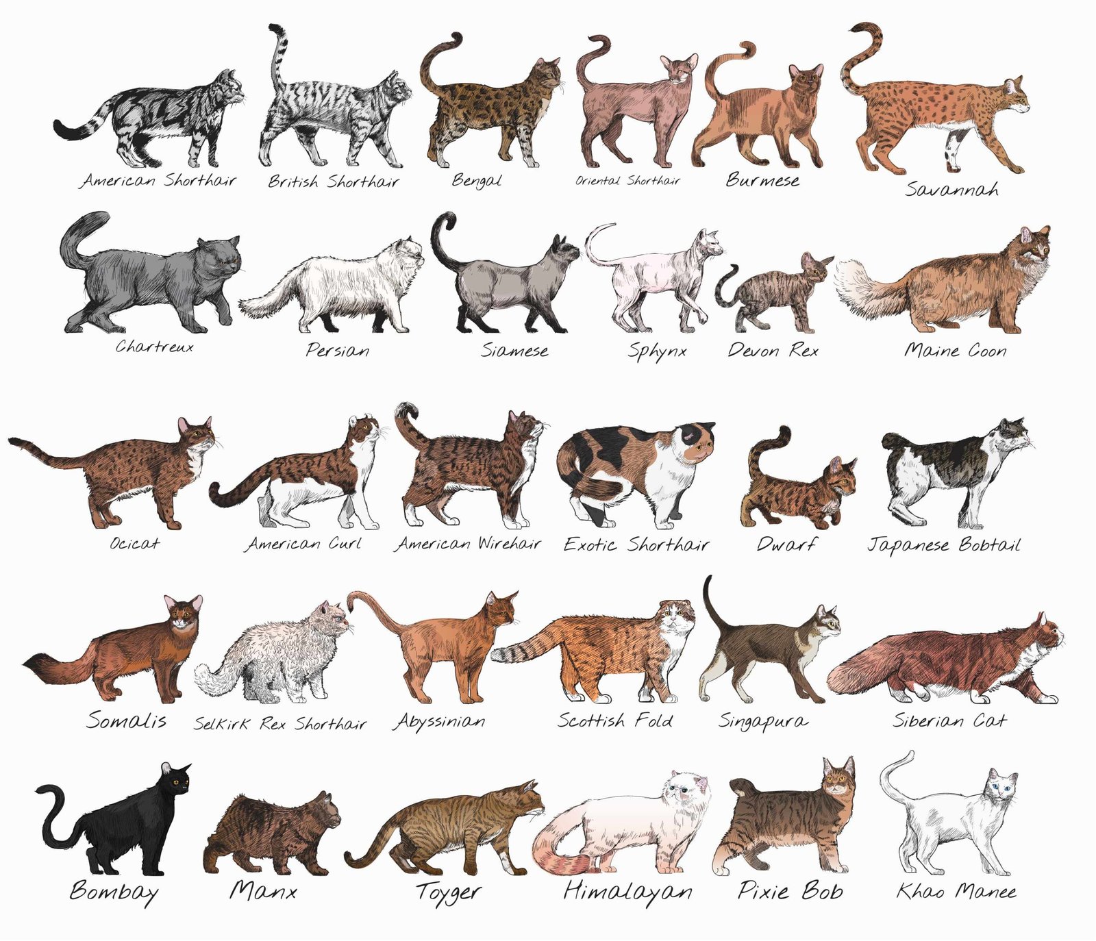 25 Popular Cat Breeds Every Cat Lover Should Know