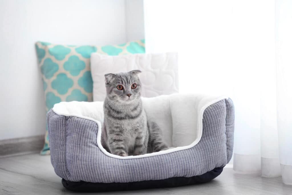 Create a Safe Home Environment for Your Cat