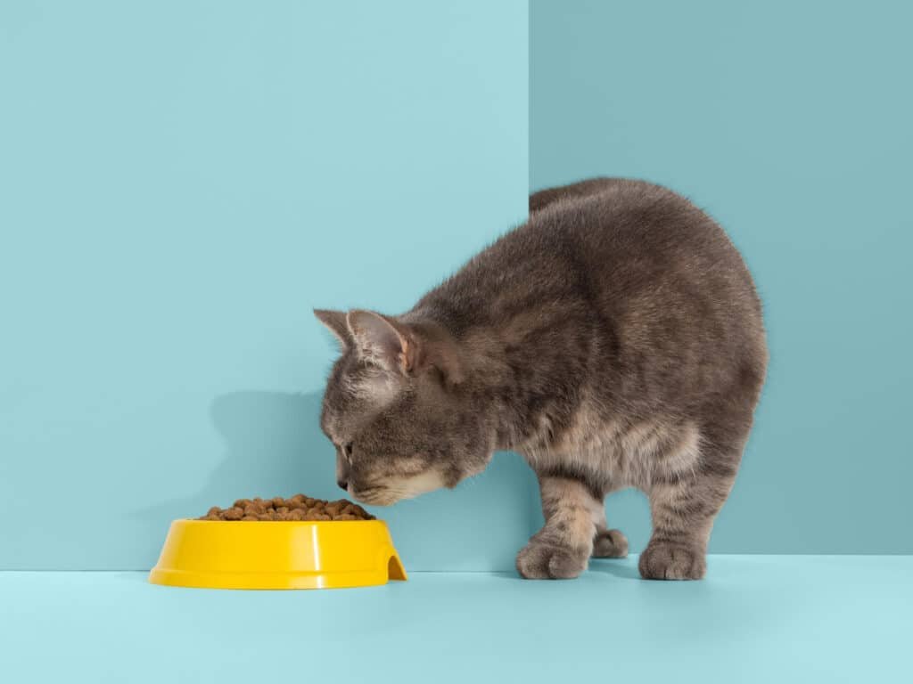 Feeding Your Cat Right