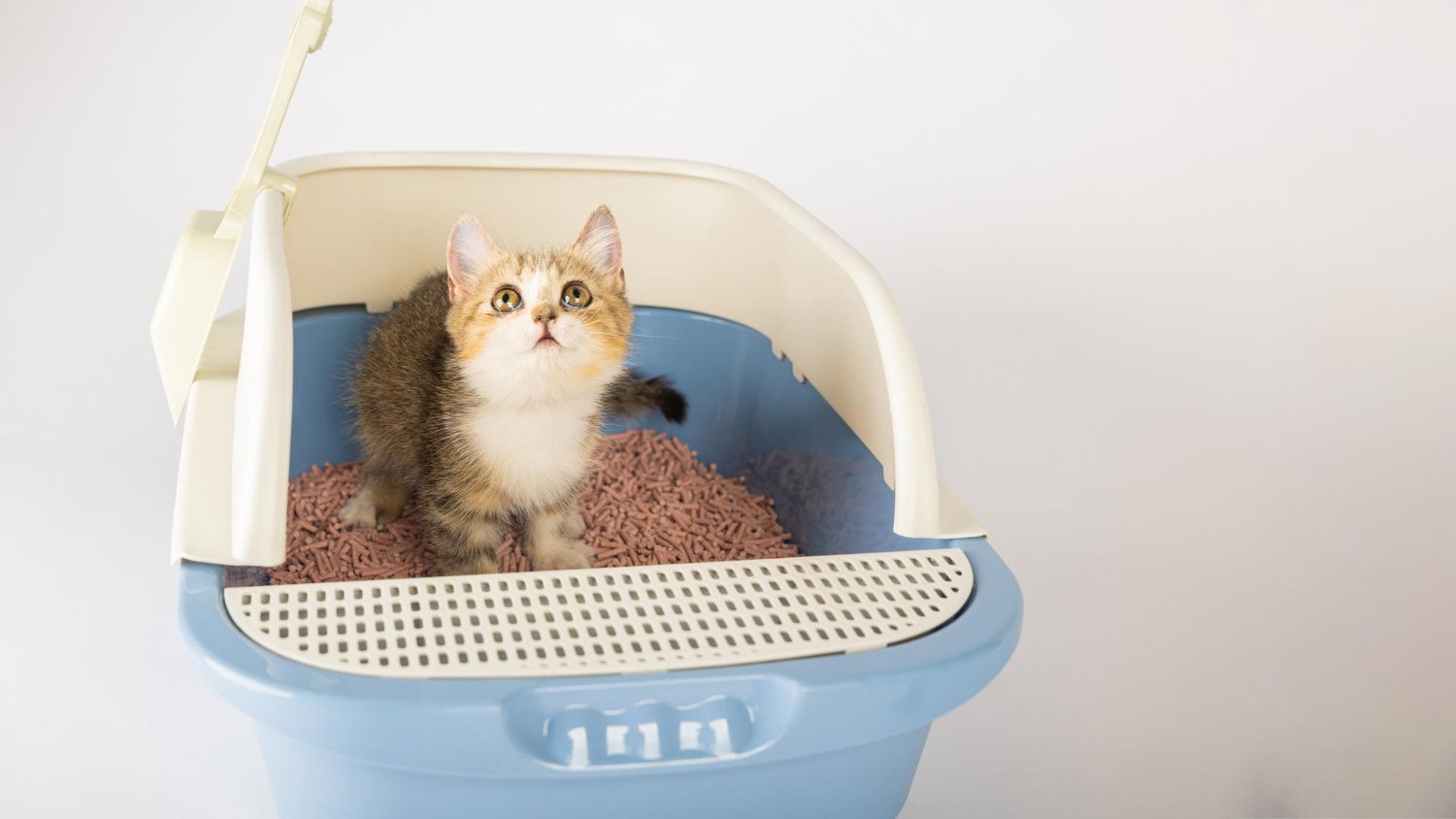 A young kitten successfully stepping into a clean, accessible litter box, illustrating how long it takes to litter train a cat.