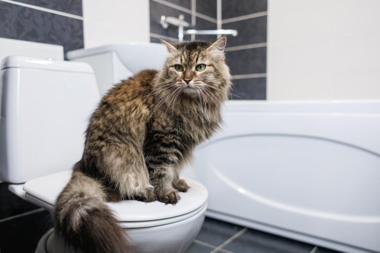 A curious tabby cat sitting between a clean litter box and a human toilet, illustrating how to potty train a cat with and without a litter box.