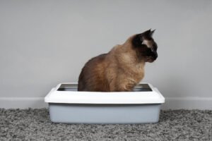 How to Train an Older Cat to Use a Litter Tray