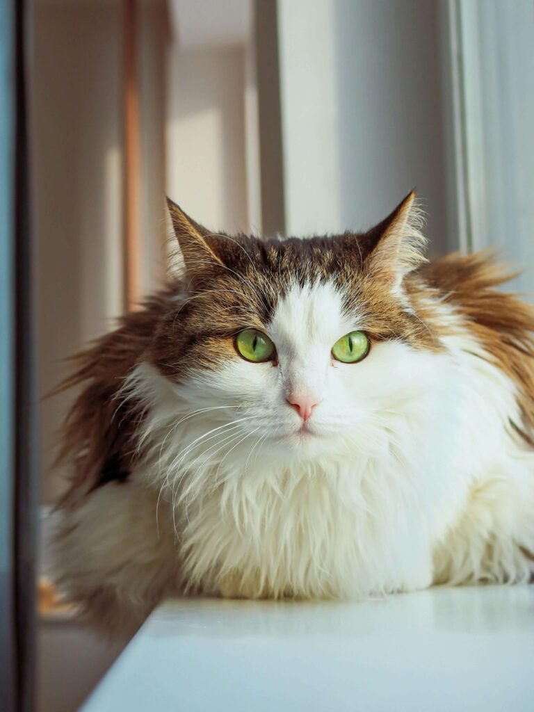 Norwegian Forest Cat