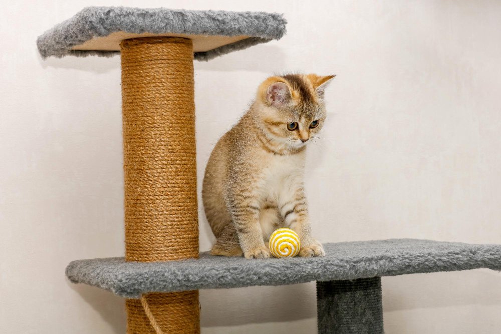 Pick the Perfect Scratching Post
