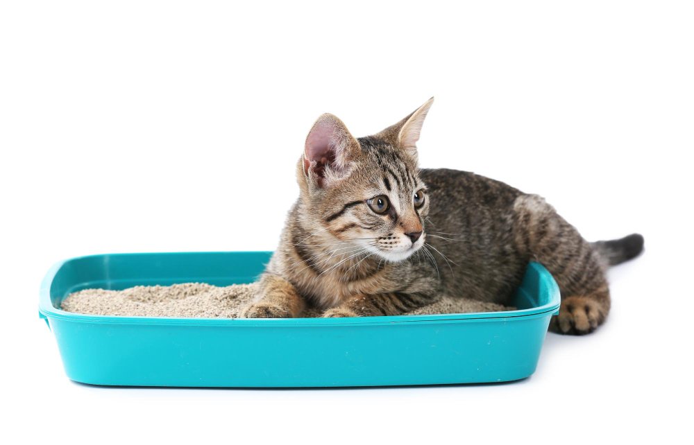 Understanding Cat Behavior and Litter Training Basics