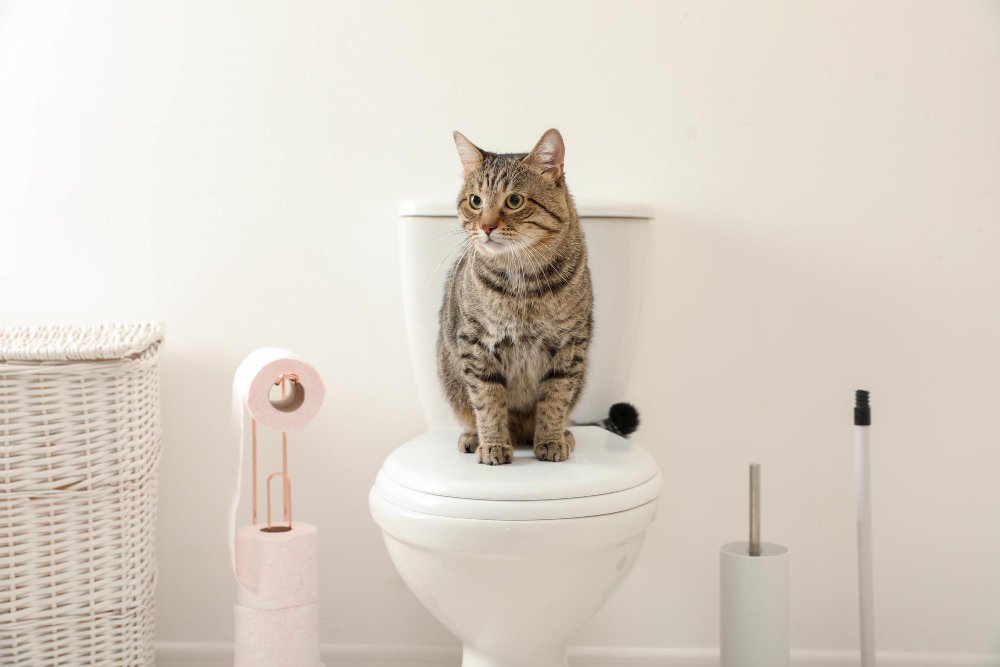 Understanding-Cat-Behavior-and-Toilet-Training.