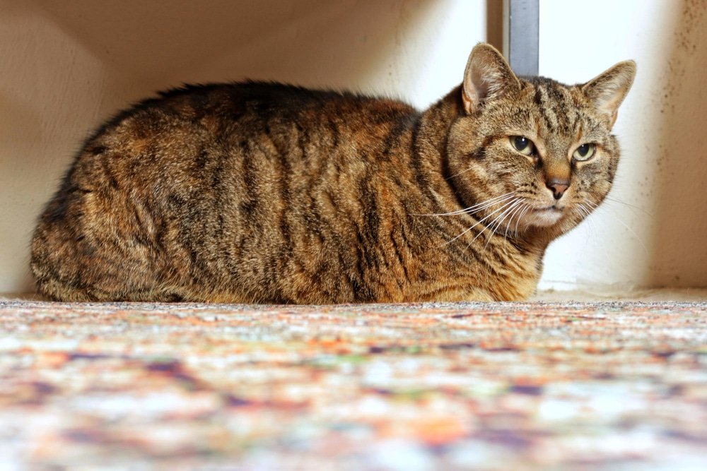 Why Older Cats Stop Using the Litter Tray