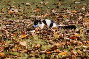 how to train a cat to go potty outside