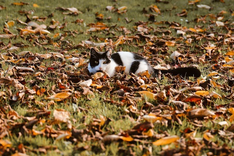 how to train a cat to go potty outside