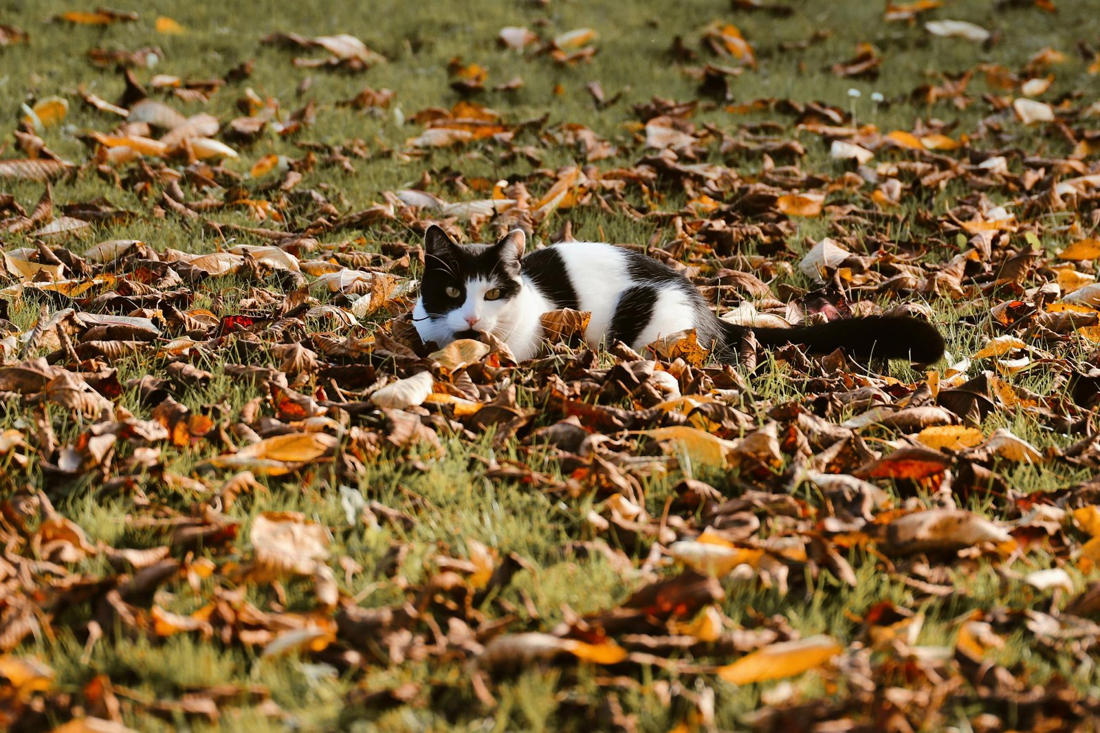 how to train a cat to go potty outside