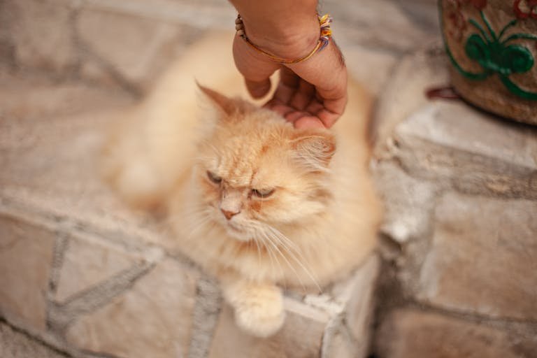 cat care tips for beginners