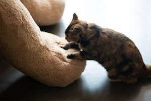 cat kneading a plush toy
