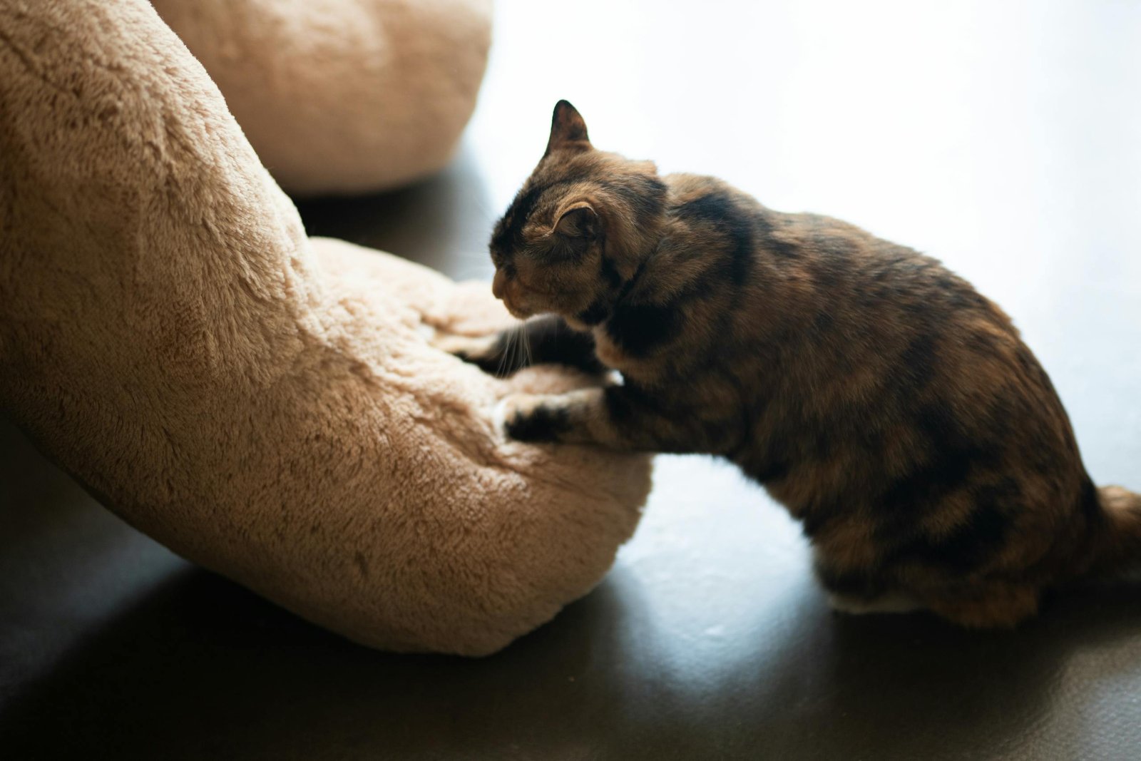 cat kneading a plush toy