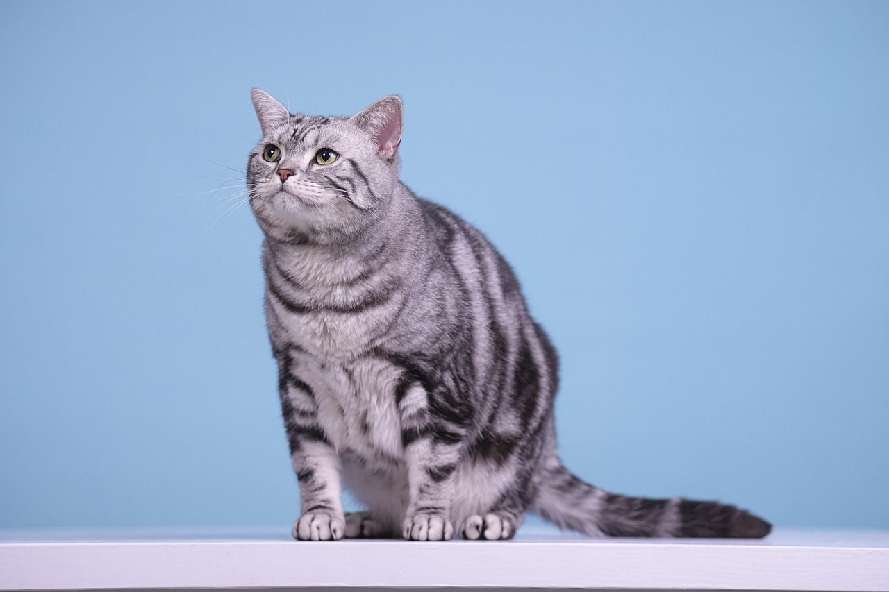American Shorthair Cat