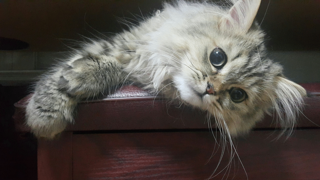 persian cat