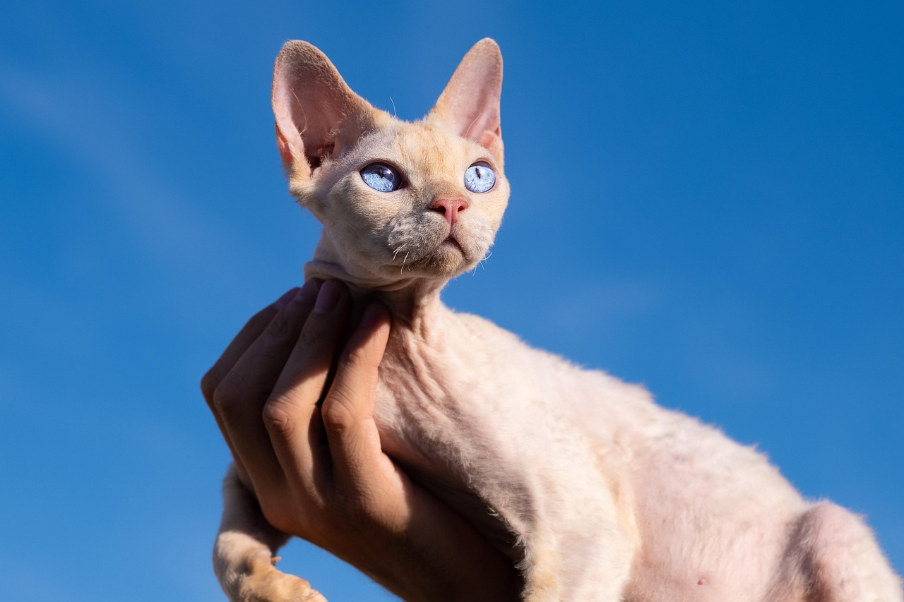 Devon Rex Cat
