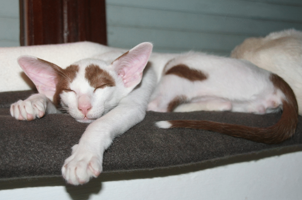 oriental shorthair cat