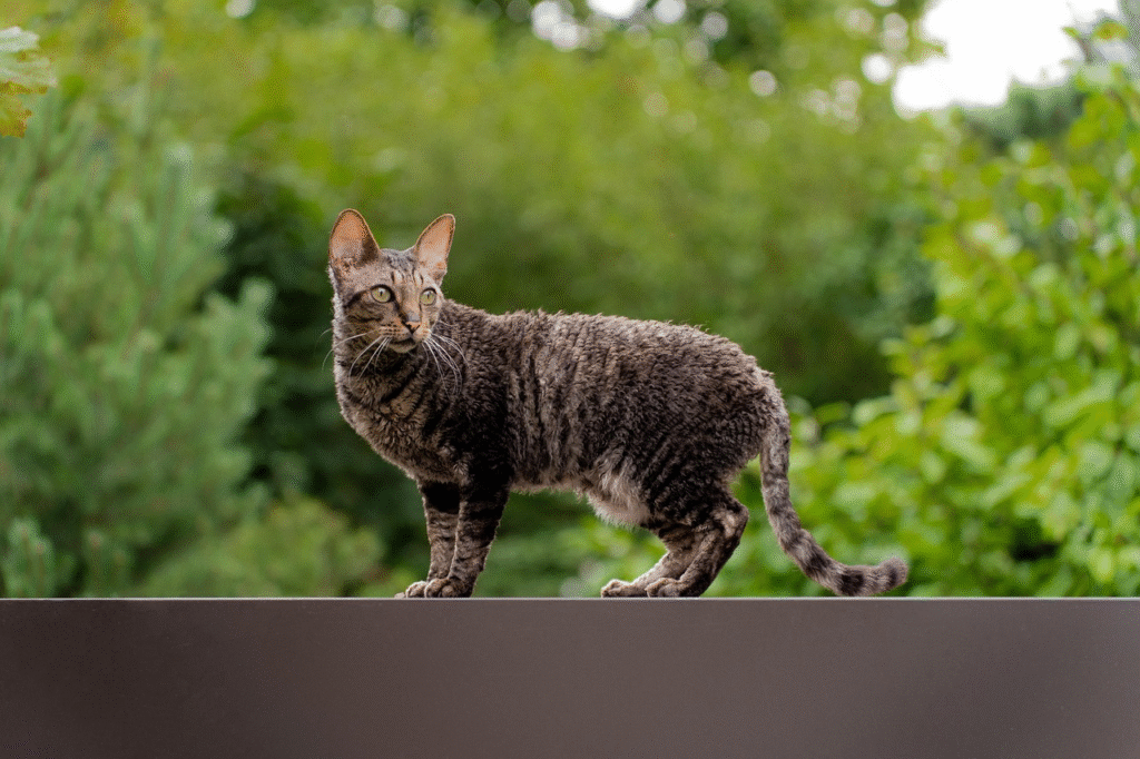 cornish rex cat