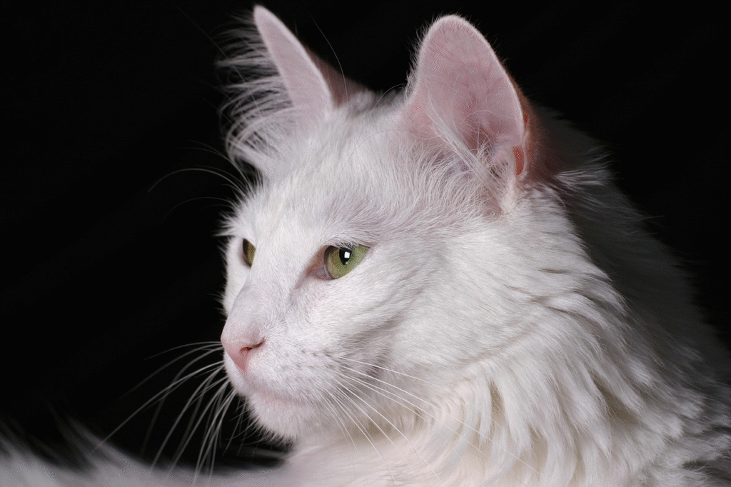 turkish angora cat