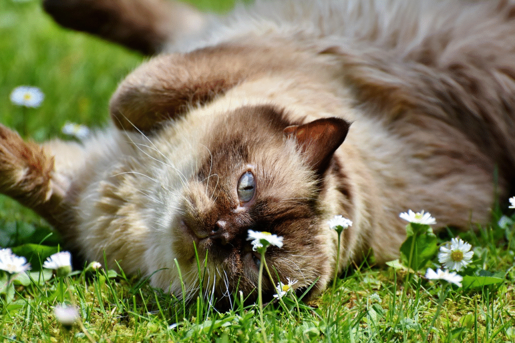 exotic shorthair cat