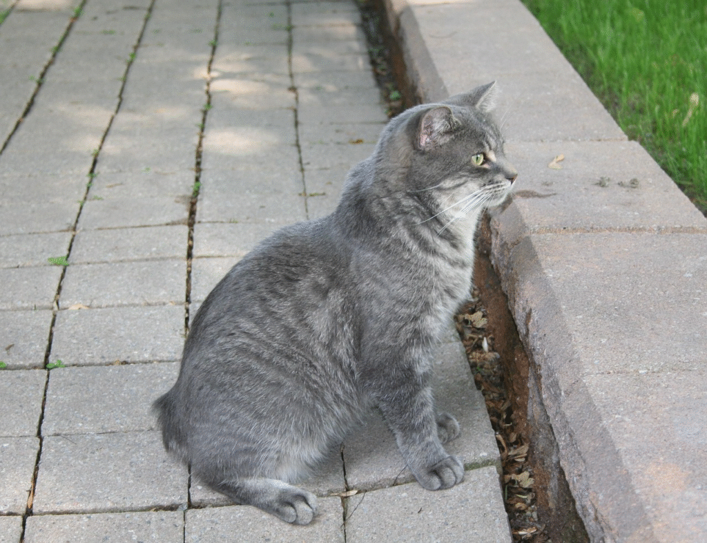 manx cat