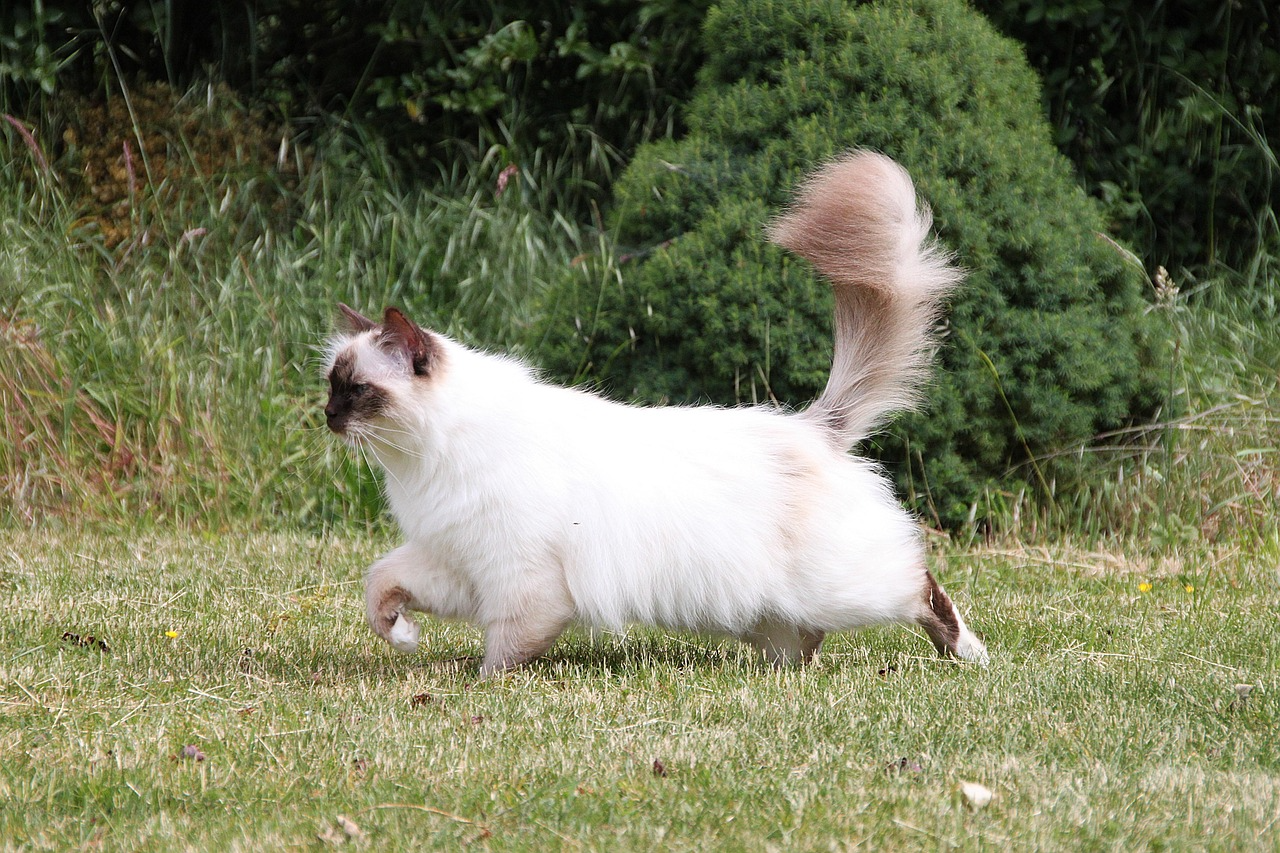 Birman Cat