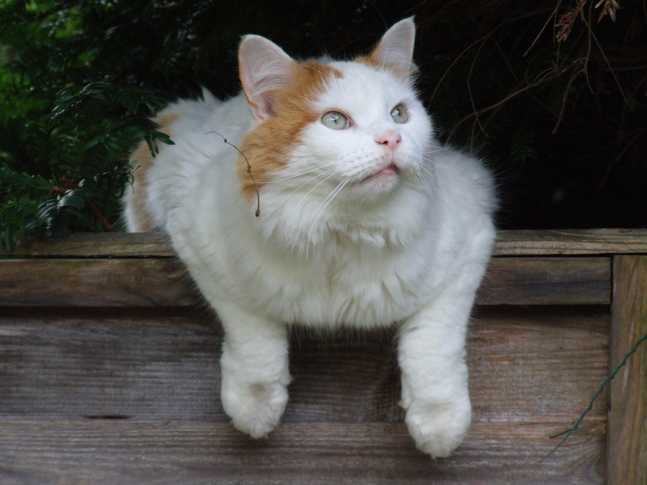 Turkish Van Cat