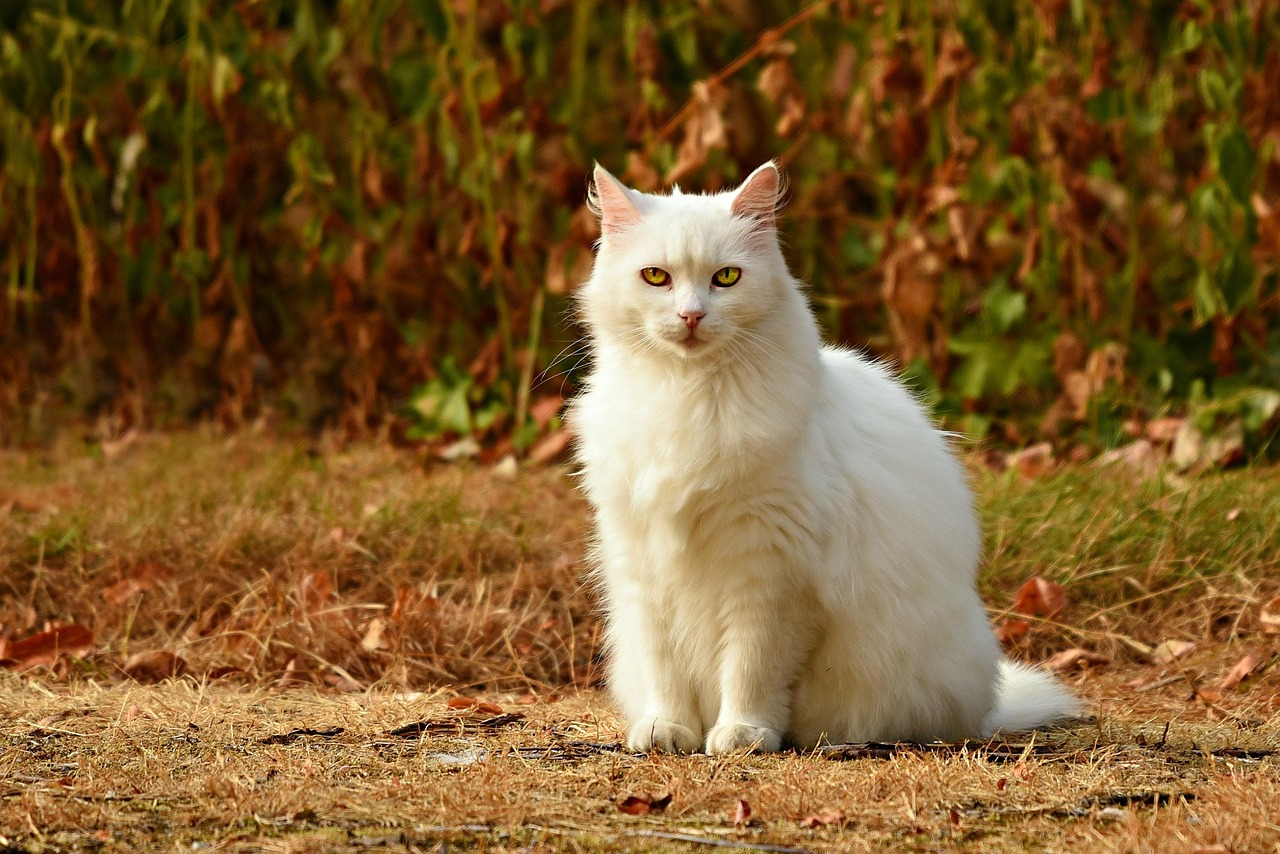 Ragamuffin Cat