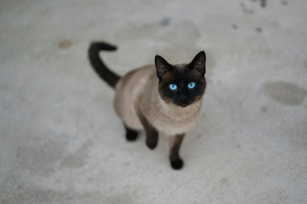 tonkinese cat