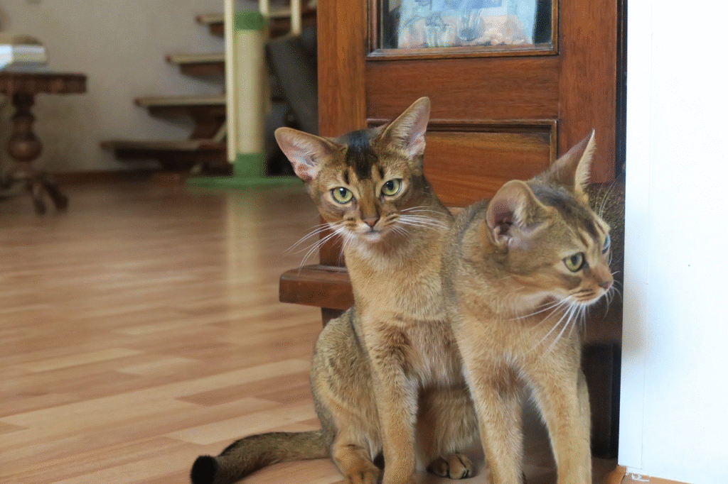 abyssinian cat
