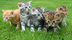 popular cat breeds