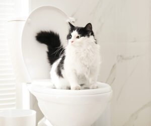 Cat using toilet during potty training
