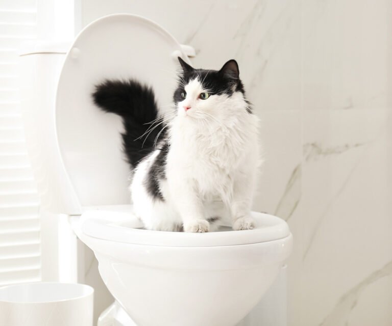 Cat using toilet during potty training