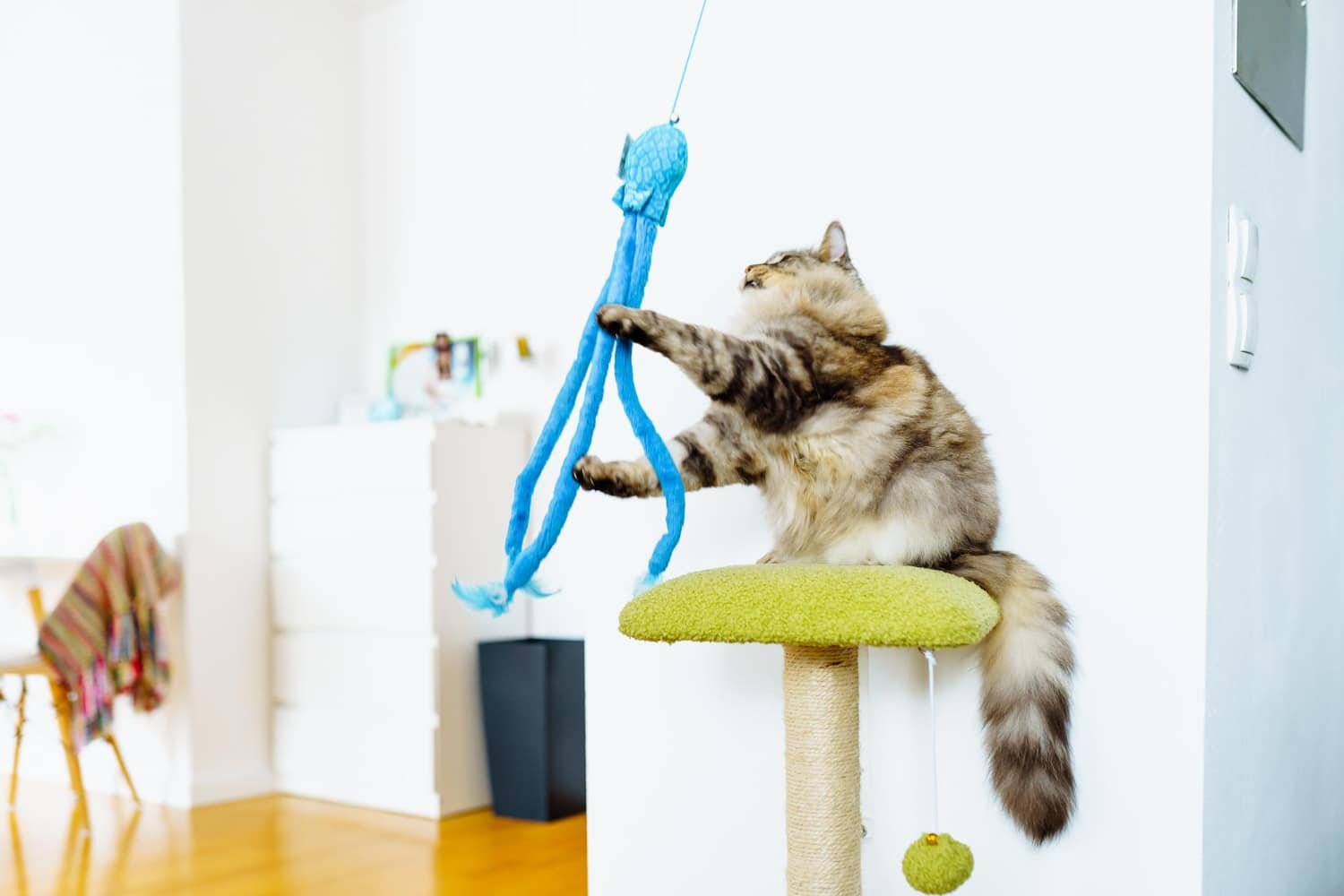 scratching posts and toys