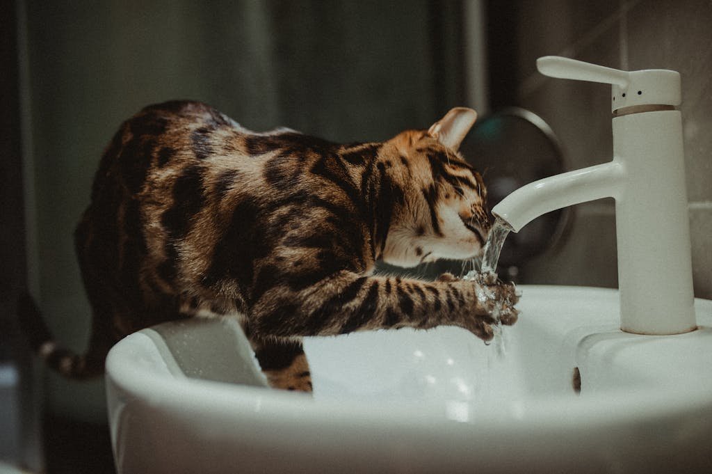 A Bengal cat drinking water directly from a bathroom faucet