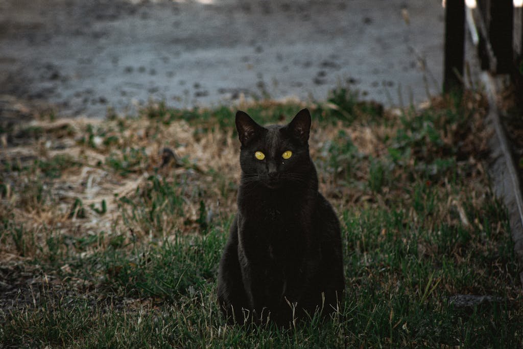 how to train a cat to go potty outside