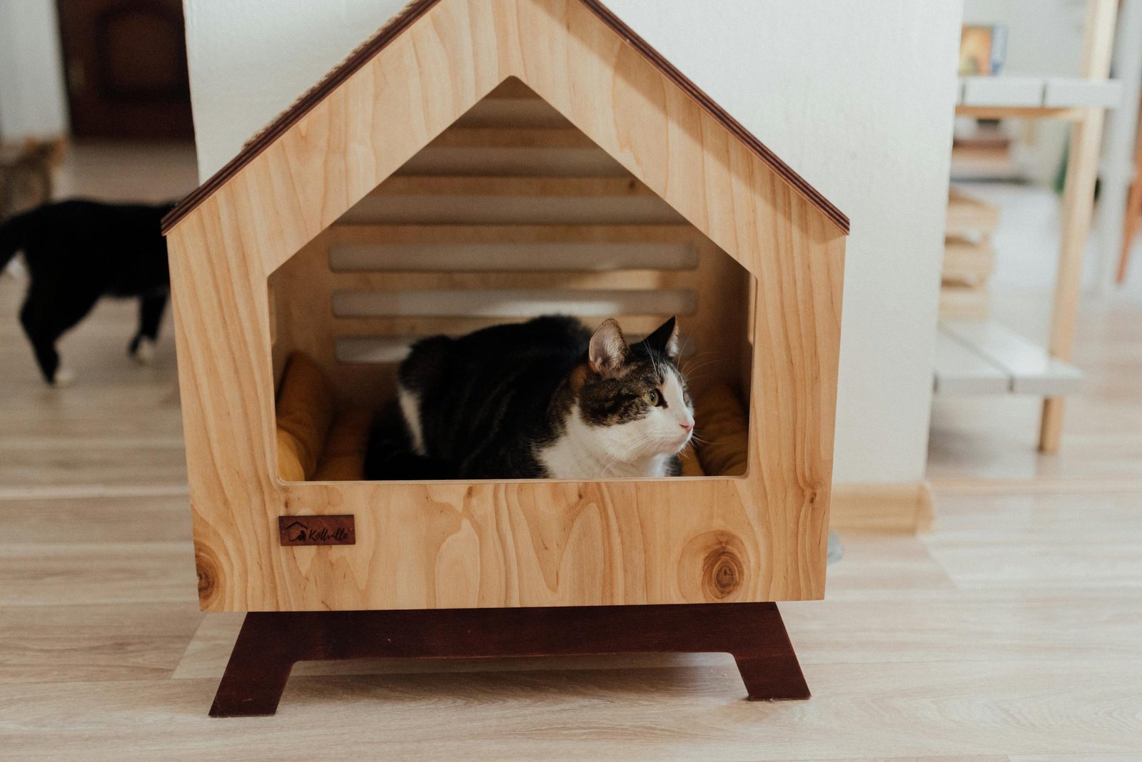 What Do Cats Need in a Home