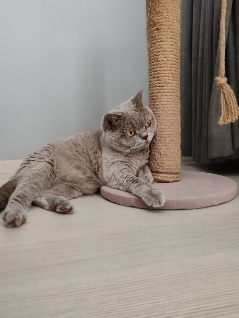A cute grey cat comfortably leaning on a scratching post indoors
