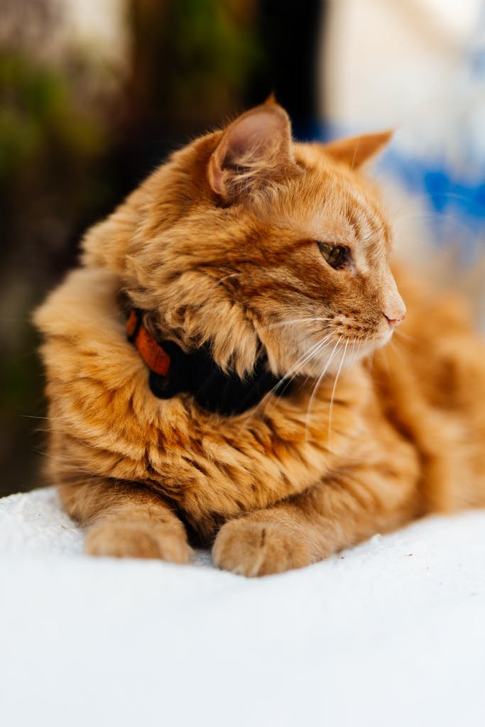 older cat litter training