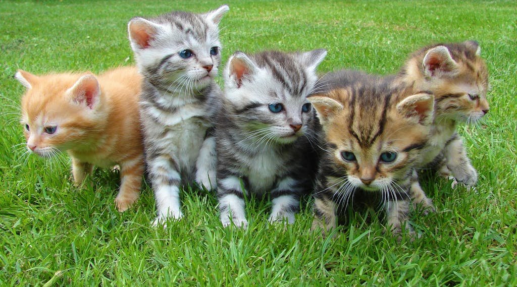 A group of five cute kittens