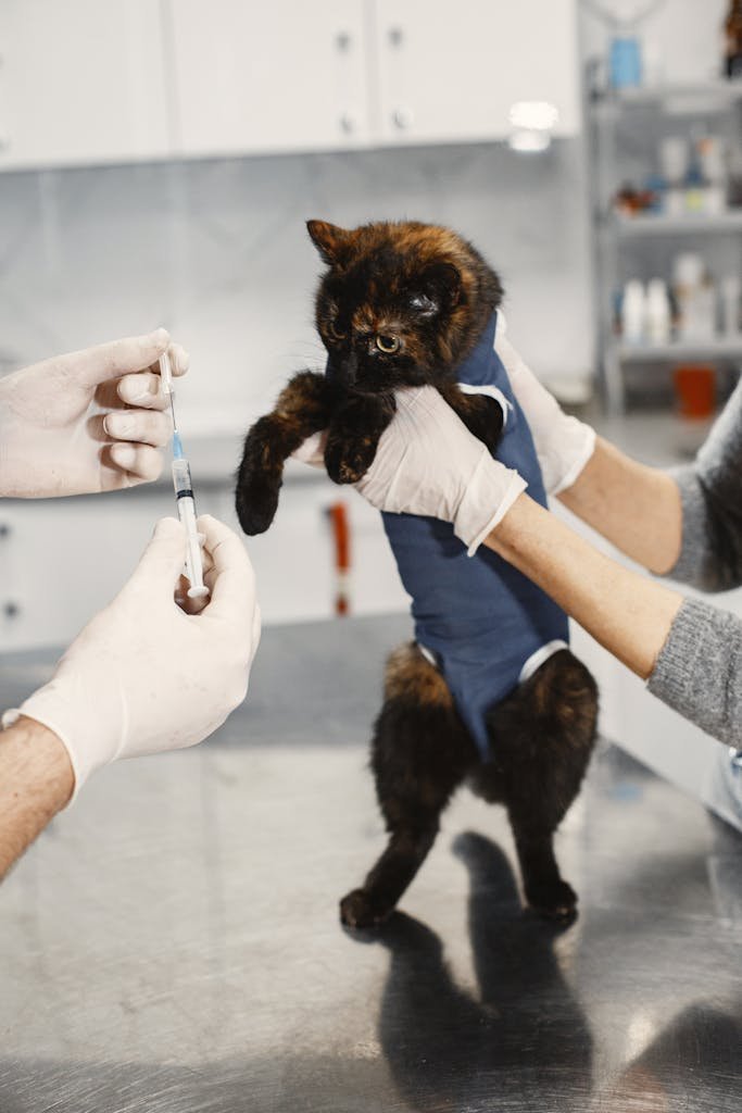 cat being prepared for vaccination in a veterinary clinic.
