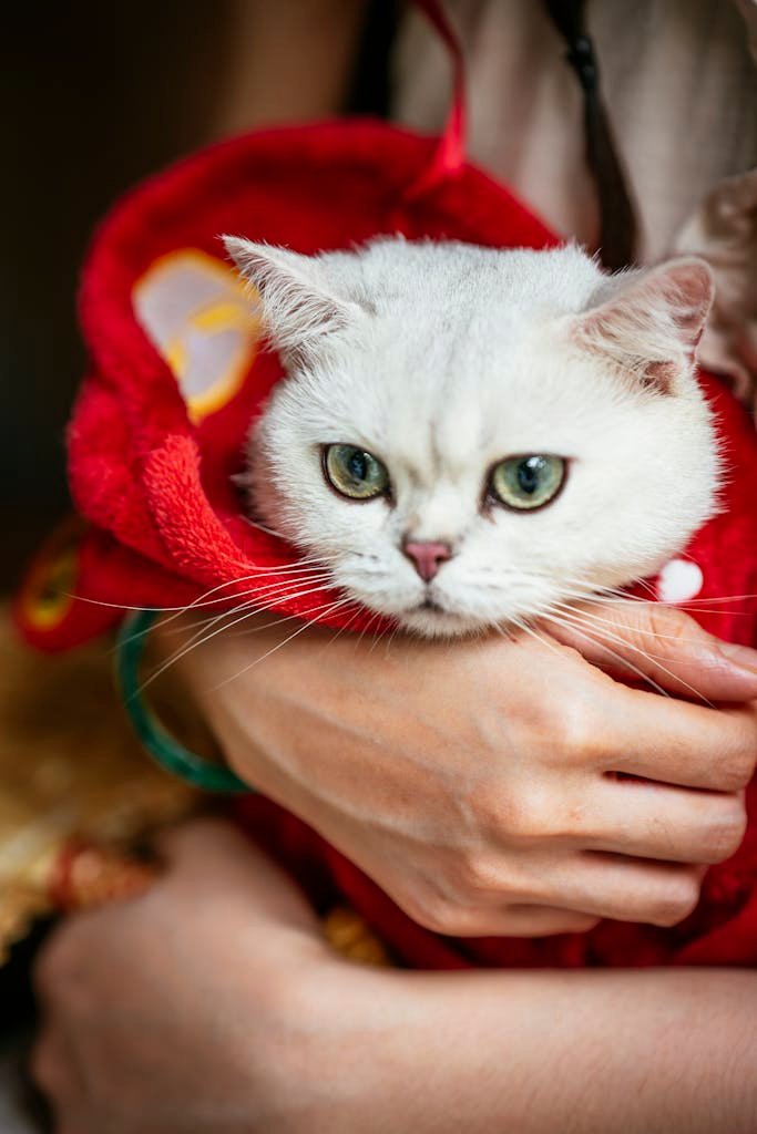 how to litter train a stray cat